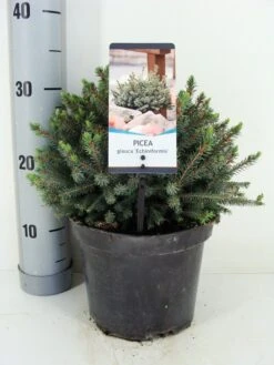 Dwergspar (Picea Glauca 'Echiniformis') -Planten Verkoopwinkel picea glauca echiniformis zomer c3 m