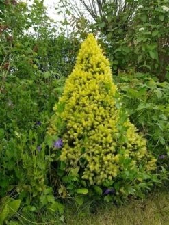 Witte Alberta Spar (Picea Glauca 'J.W. Daisy's White') -Planten Verkoopwinkel picea glauca j.w. daisy s white
