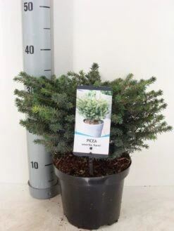 Servische Spar (Picea Omorika 'Karel') -Planten Verkoopwinkel picea omorika karel winter c3 m