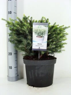 Servische Spar (Picea Omorika 'Karel') -Planten Verkoopwinkel picea omorika karel zomer c5 m