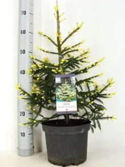 Kaukasische Spar (Picea Orientalis 'Aureospicata') -Planten Verkoopwinkel picea orientalis aureospicata zomer c5 m