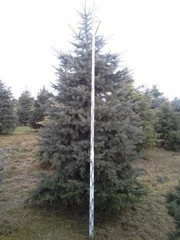 Blauwspar (Picea Pungens 'Glauca') 6 Blauwspar (Picea Pungens 'Glauca') - Afbeelding 6