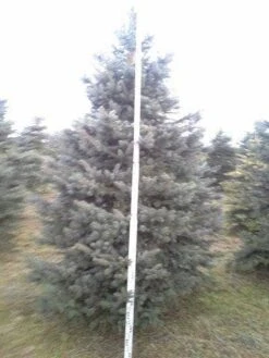 Blauwspar (Picea Pungens 'Glauca') 13 Blauwspar (Picea Pungens 'Glauca') -Planten Verkoopwinkel picea p glauca 350 1