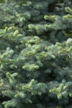 Blauwspar (Picea Pungens 'Blue Diamond')