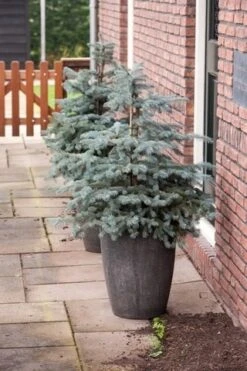 Noorse Blauwspar (Picea Pungens 'Erich Frahm') -Planten Verkoopwinkel picea pungens erich frahm