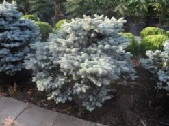 Colorado Spar (Picea Pungens 'Glauca Globosa') -Planten Verkoopwinkel picea pungens glauca globosa 100 125 150 c110