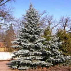 Spar (Picea Pungens 'Hoopsii') -Planten Verkoopwinkel picea pungens hoopsii
