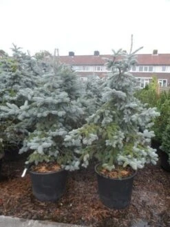 Spar (Picea Pungens 'Hoopsii') -Planten Verkoopwinkel picea pungens hoopsii 125 150 175 200 aanlegkwaliteit
