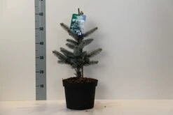 Spar (Picea Pungens 'Hoopsii') -Planten Verkoopwinkel picea pungens hoopsii 30 40 cm c5