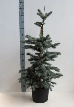 Spar (Picea Pungens 'Hoopsii') -Planten Verkoopwinkel picea pungens hoopsii 60 80 cm co. 7.5l kopie kopie