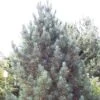 Alpenden (Pinus Cembra 'Glauca') -Planten Verkoopwinkel picglauc 6