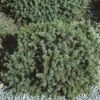 Dwergspar (Picea Glauca 'Echiniformis') -Planten Verkoopwinkel pigechin 1 1
