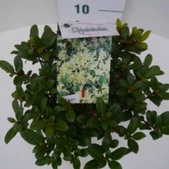 Dwergrhododendron (Rhododendron 'Princess- Anne') -Planten Verkoopwinkel pincess ann c2 boven 1