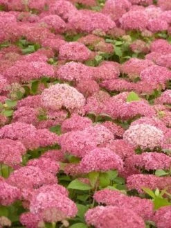 Hortensia (Hydrangea 'Pink Annabelle') -Planten Verkoopwinkel pink annabelle 2