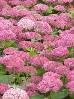 Hortensia (Hydrangea 'Pink Annabelle') -Planten Verkoopwinkel pink annabelle 3