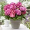 Hortensia Pink Pop (Hydrangea 'Music Collection') 7 Hortensia Pink Pop (Hydrangea 'Music Collection') -Planten Verkoopwinkel pink pop 2 1