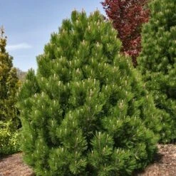 Bosnische Den (Pinus Heldreichii 'Compact Gem') -Planten Verkoopwinkel pinus heldreichii compact gem 1
