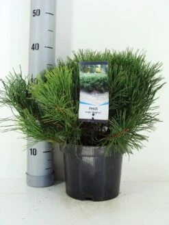 Bergden (Pinus Mugo Mughus) -Planten Verkoopwinkel pinus mugo mughus c3 m