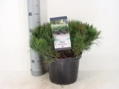 Bergden (Pinus Mugo Mughus) -Planten Verkoopwinkel pinus mugo mughus c5 m
