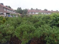 Bergden (Pinus Mugo Mughus) -Planten Verkoopwinkel pinus mugo mughus diameter 100 125 150 c130