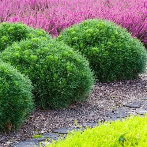 Dwerg Bergden (Pinus Mugo 'Varella') 3 Dwerg Bergden (Pinus Mugo 'Varella') - Afbeelding 3