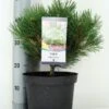 Oostenrijkse Den (Pinus Nigra 'Nana') -Planten Verkoopwinkel pinus nigra nana c5 m