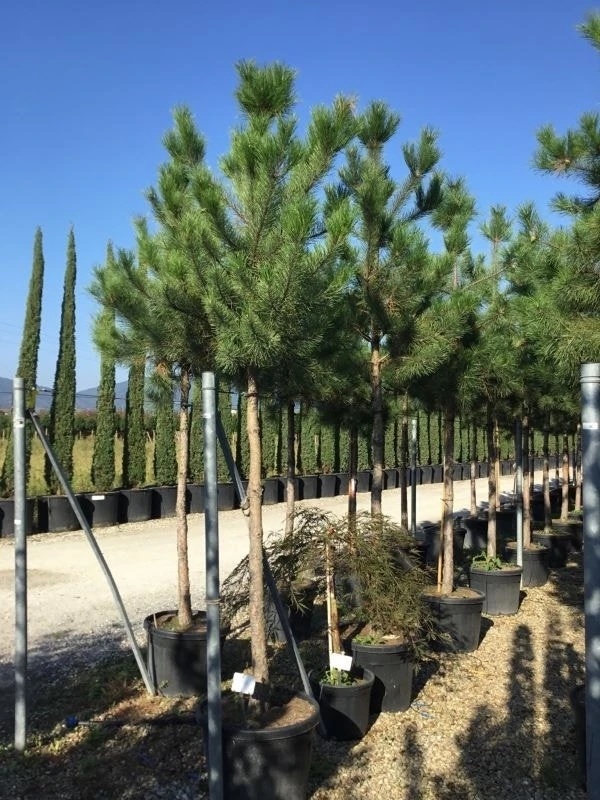 Oostenrijkse Den Als Boom (Pinus Nigra Nigra) 1 Oostenrijkse Den Als Boom (Pinus Nigra Nigra)