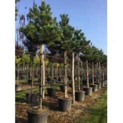 Oostenrijkse Den Als Boom (Pinus Nigra Nigra) -Planten Verkoopwinkel pinus nigra nigra 18 20 1