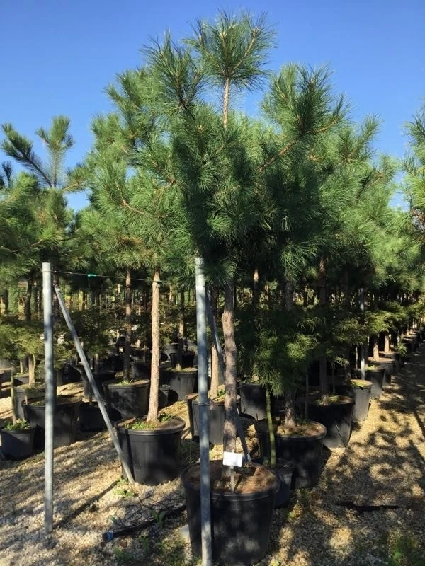 Oostenrijkse Den Als Boom (Pinus Nigra Nigra) 4 Oostenrijkse Den Als Boom (Pinus Nigra Nigra) - Afbeelding 4