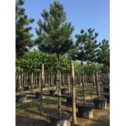 Oostenrijkse Den Als Boom (Pinus Nigra Nigra) 35 Oostenrijkse Den Als Boom (Pinus Nigra Nigra) -Planten Verkoopwinkel pinus nigra nigra 20 25