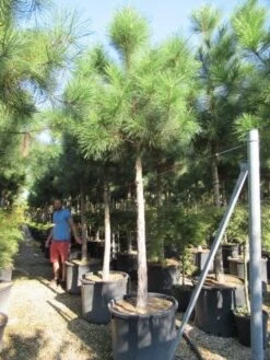 Oostenrijkse Den Als Boom (Pinus Nigra Nigra) 32 Oostenrijkse Den Als Boom (Pinus Nigra Nigra) -Planten Verkoopwinkel pinus nigra nigra 20 25 2