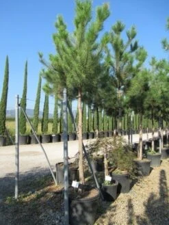 Oostenrijkse Den Als Boom (Pinus Nigra Nigra) -Planten Verkoopwinkel pinus nigra nigra 20 25 3 1