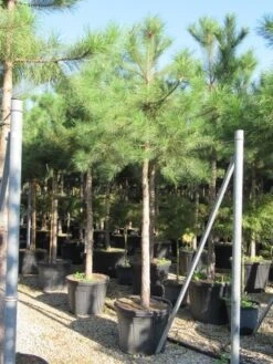 Oostenrijkse Den Als Boom (Pinus Nigra Nigra) -Planten Verkoopwinkel pinus nigra nigra 20 25 4 2