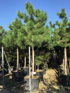 Oostenrijkse Den Als Boom (Pinus Nigra Nigra) -Planten Verkoopwinkel pinus nigra nigra 2025 2