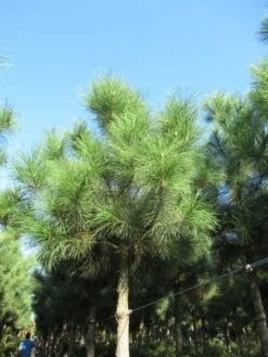 Oostenrijkse Den Als Boom (Pinus Nigra Nigra) -Planten Verkoopwinkel pinus nigra nigra 2 1