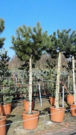 Oostenrijkse Den Als Boom (Pinus Nigra Nigra) 25 Oostenrijkse Den Als Boom (Pinus Nigra Nigra) -Planten Verkoopwinkel pinus nigra nigra stamboom 250 300