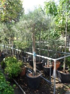 Parasolden Op Stam (Pinus Pinea) -Planten Verkoopwinkel pinus pinea 120 150stam c50