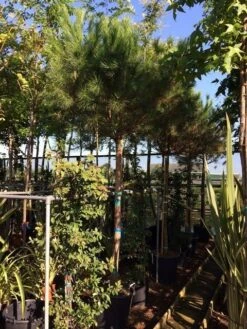 Parasolden Op Stam (Pinus Pinea) -Planten Verkoopwinkel pinus pinea 2025cm stam 200cm 1