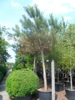 Parasolden Op Stam (Pinus Pinea) -Planten Verkoopwinkel pinus pinea 30 40ho c350 1