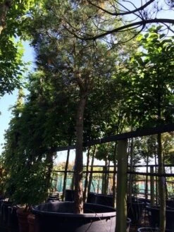 Parasolden Op Stam (Pinus Pinea) -Planten Verkoopwinkel pinus pinea 3540cm c750 250cm stam 1