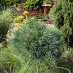 Bergden (Pinus Strobus 'Radiata') -Planten Verkoopwinkel pinus strobus radiata