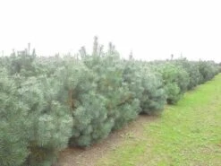 Grove Den, Solitair (Pinus Sylvestris) -Planten Verkoopwinkel pinus sylvestris 1