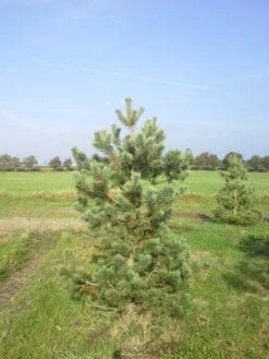 Grove Den, Solitair (Pinus Sylvestris) -Planten Verkoopwinkel pinus sylvestris 200 1