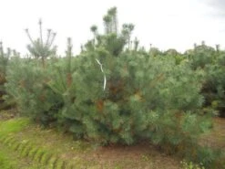 Grove Den, Solitair (Pinus Sylvestris) -Planten Verkoopwinkel pinus sylvestris 250 300
