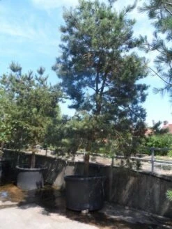 Grove Den, Solitair (Pinus Sylvestris) -Planten Verkoopwinkel pinus sylvestris 350 400 450 c1000