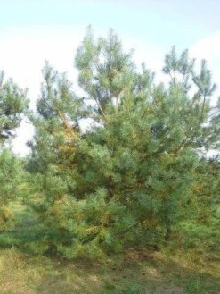 Grove Den, Solitair (Pinus Sylvestris) -Planten Verkoopwinkel pinus sylvestris 400 1