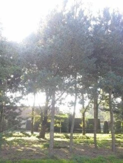 Grove Den (Pinus Sylvestris) 8 Grove Den (Pinus Sylvestris) -Planten Verkoopwinkel pinus sylvestris 60 70 2
