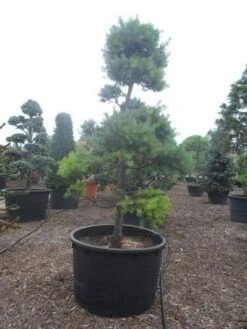 Grove Den Als Bonsai (Pinus Sylvestris) -Planten Verkoopwinkel pinus sylvestris bonsai c1000