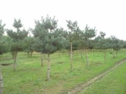 Grove Den (Pinus Sylvestris) 10 Grove Den (Pinus Sylvestris) -Planten Verkoopwinkel pinus sylvestris opstam