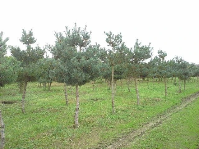 Grove Den (Pinus Sylvestris) 5 Grove Den (Pinus Sylvestris) - Afbeelding 5